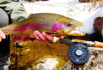 colorado fishing planet colorado trout