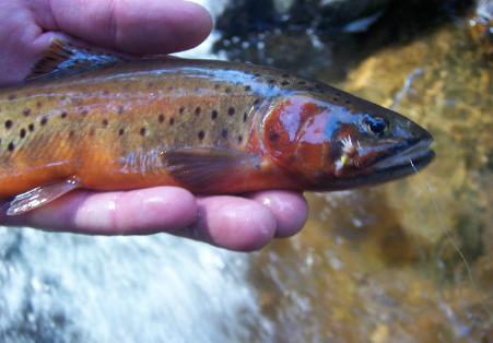 Brown Trout - Species Guide