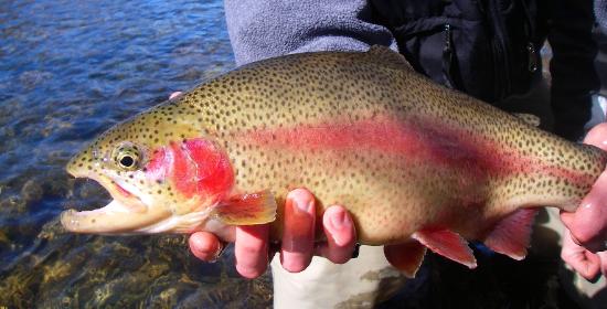 Fly Fishing Pictures 2007 - 2 - Colorado Trout Hunters