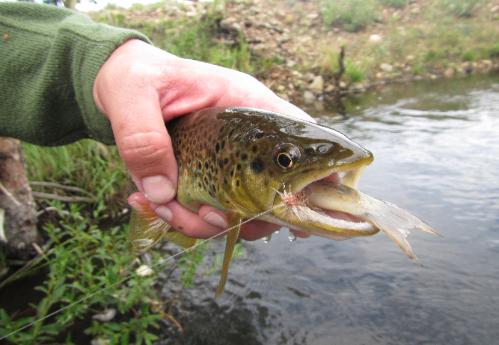 2012 FLY FISHING TRIP REPORTS FROM COLORADO TROUT HUNTERS