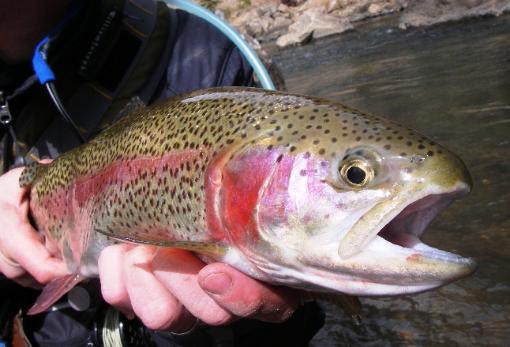 Spring Fly Fishing in Colorado - March-April - Seasonal Information