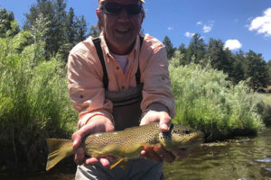 Brown Trout from the South Platte near Deckers caught on a dry fly.