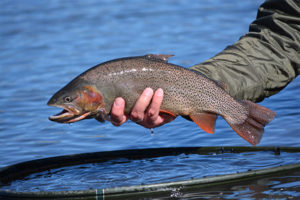 A cutthroat trout from a guided trip to the Dream Stream of the South Platte.