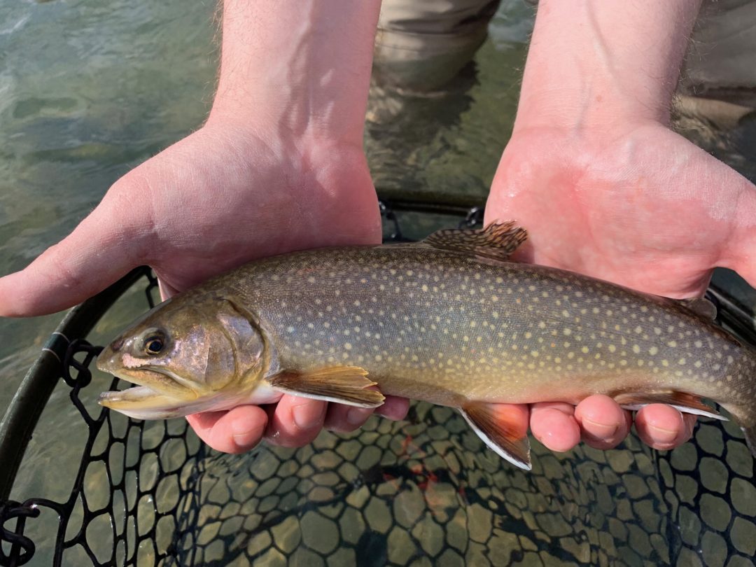 IMG_0860 Colorado Trout Hunters