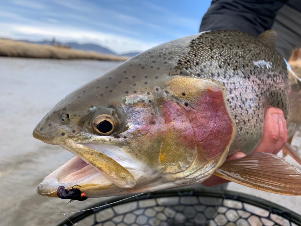 Trophy Trout like to eat leeches!