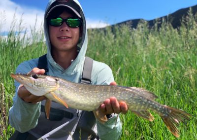 Northern Pike on the fly on Tarryall Creek.