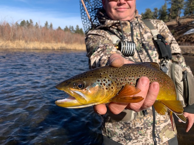 Pretty close up photo of a South Platte Brown Trout.