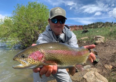 Gorgeous leopard rainbow trout from the North Fork of the South Platte.