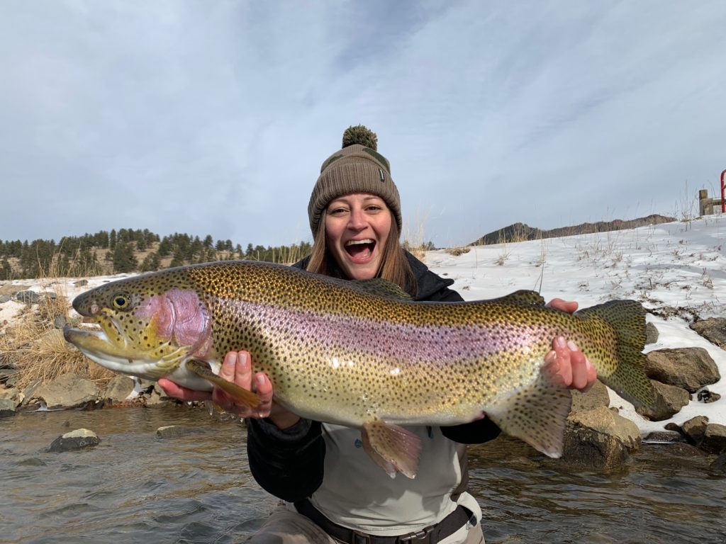 Giant trout from a winter private water fly fishing trip near Denver