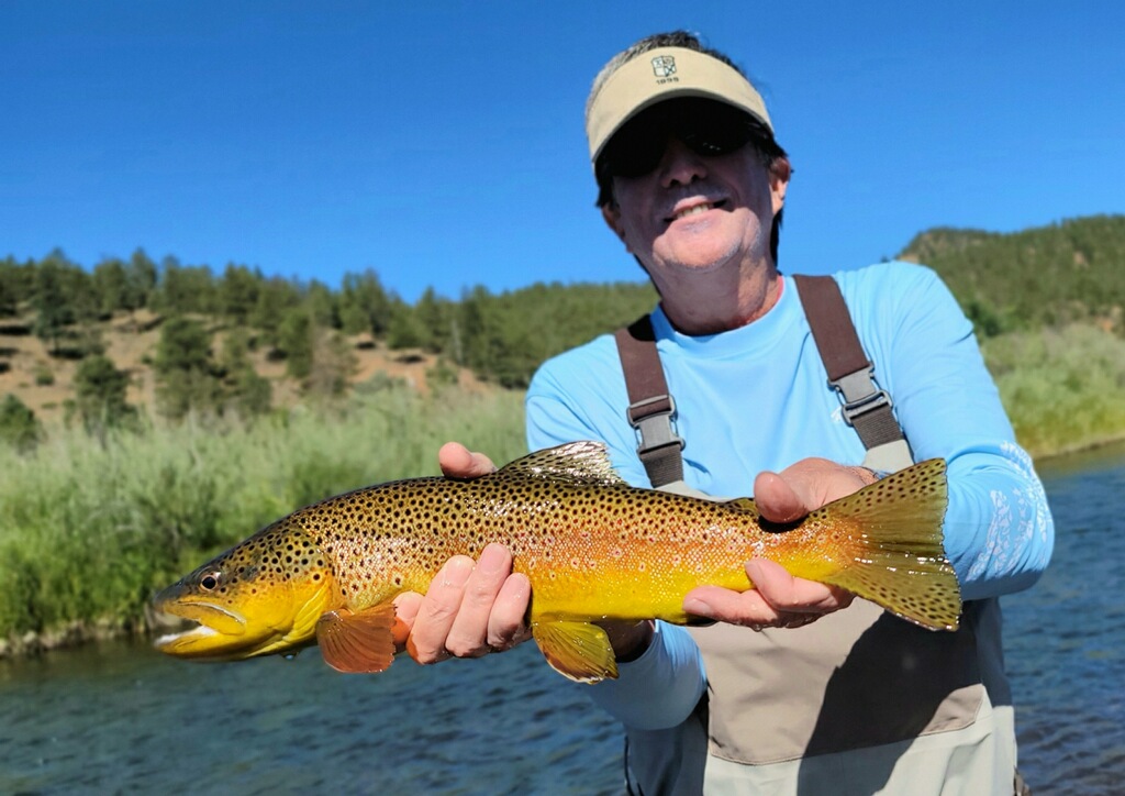 Big brown trout landed on a dry fly on the South Platte River near the town of Deckers.