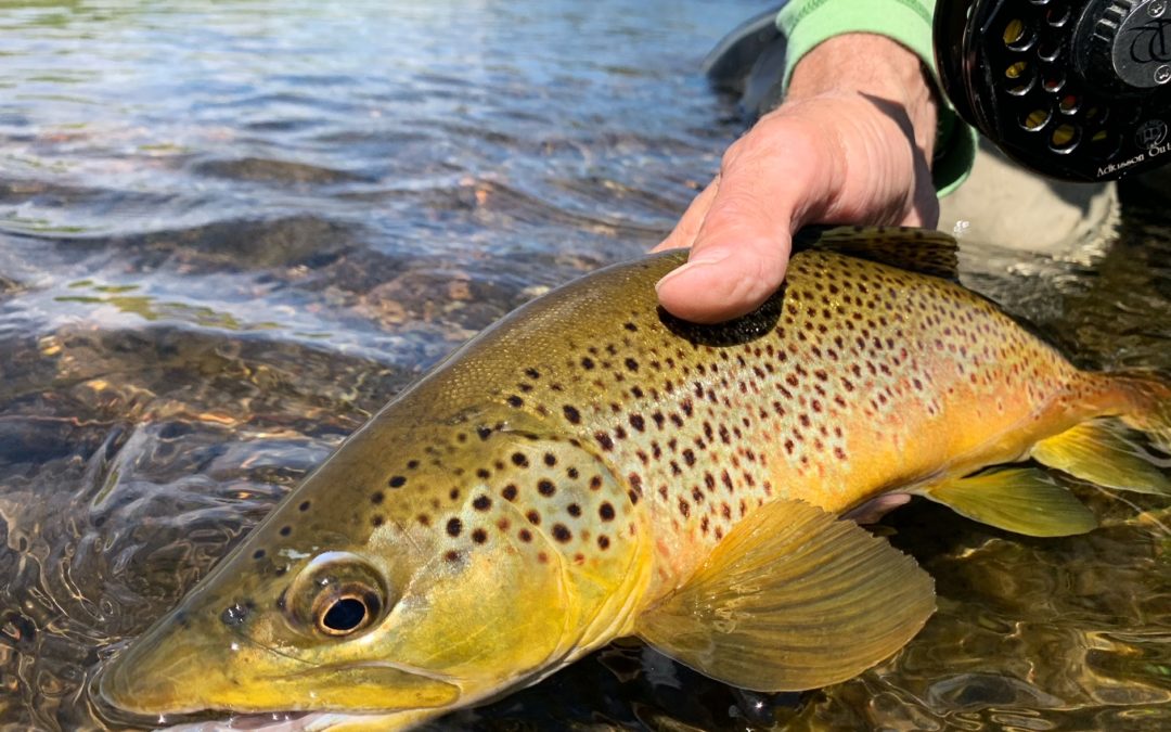 Guided Fly Fishing at Abell River Ranch