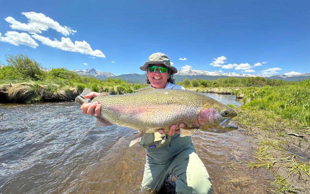 Giant Trout On Dry Fly
