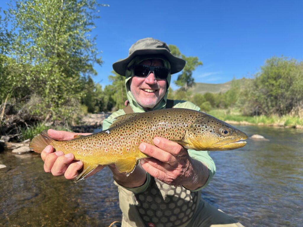 Big Williams Fork brown trout from a guided fly fishing trip with Danny Frank