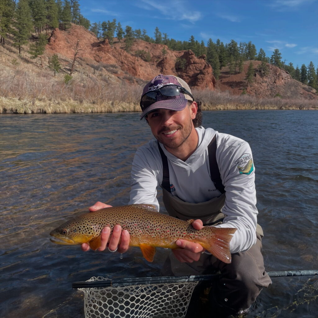 Nice brown from a guided fly fishing trip to the South Platte near Deckers