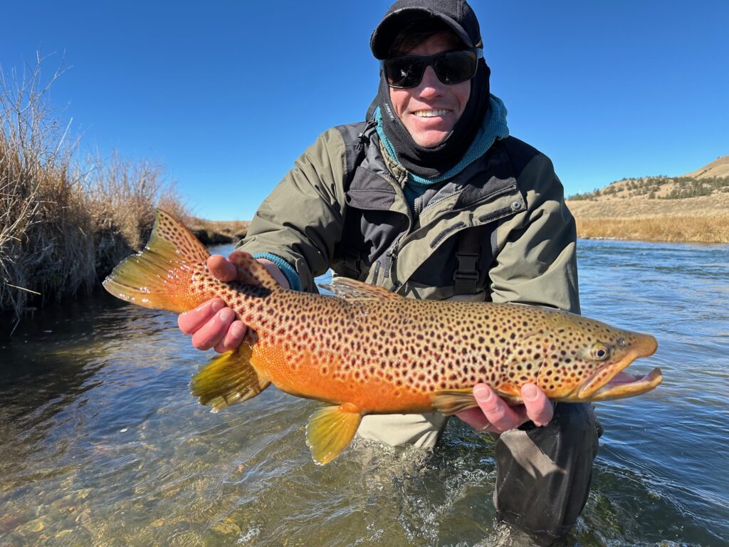 Ty and a big male Dream Stream brown