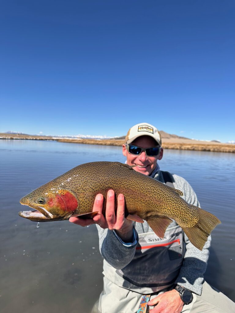 Huge girth on the lake run trout.