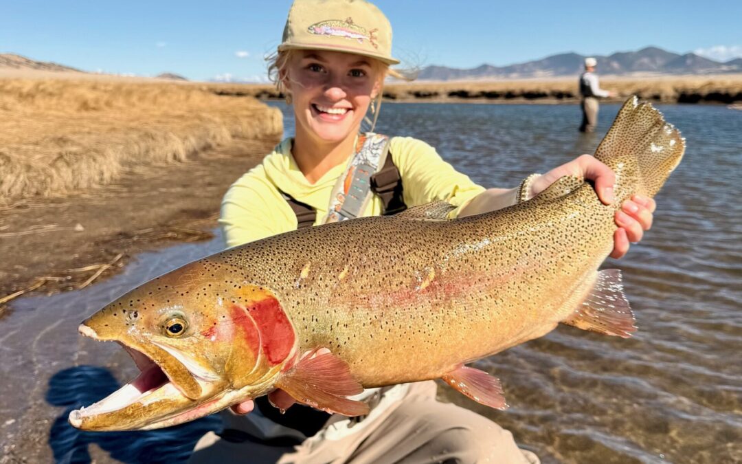 Dream Stream Spring Summary