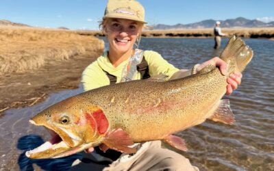 Dream Stream Spring Summary